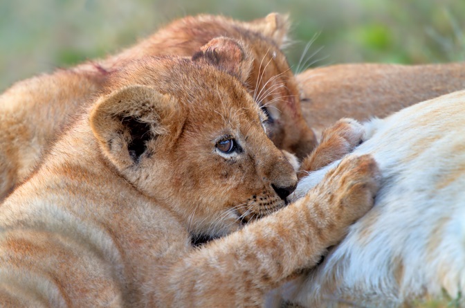 LIONNE ET PETITS capture shutterstock_155938319